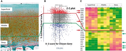 (A) Three zones of AC are identified from microscopic tissue histological image. (B) Z-Z plot emulates placement of cells by estimating zonal scores for individual cells for Y-axis and using expression z-score for the chosen gene (COL2A1) for X-axis. The vertical dots on the Y-axis are cells that do not express COL2A1. (C) Zonal marker genes identified for superficial and deep zones from gene expression study (Grogan et al. 2013) presented in the heat map are used to position each cell onto the Z-Z plot.