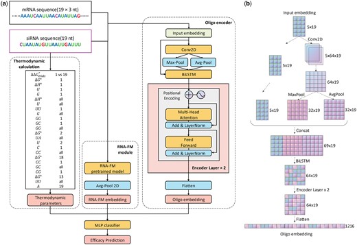 Overview of OligoFormer. (a) The architecture of OligoFormer. All features including thermodynamic parameters, RNA-FM embedding, and Oligo embedding, are first calculated from siRNA and mRNA sequences through different modules and then concatenated together into MLP classifier to obtain the prediction of siRNAs. The Oligo encoder comprises a 2D convolution layer, a max pooing layer, an average pooling layer, a bidirectional LSTM, two-layer multi-head transformer encoder, and a flatten layer to get Oligo embedding. (b) The computational graph illustrates the detailed structure of Oligo encoder and the shape of RNA embedding at each layer of Oligo encoder for siRNA, using 64 as the example dimension of the hidden layer.