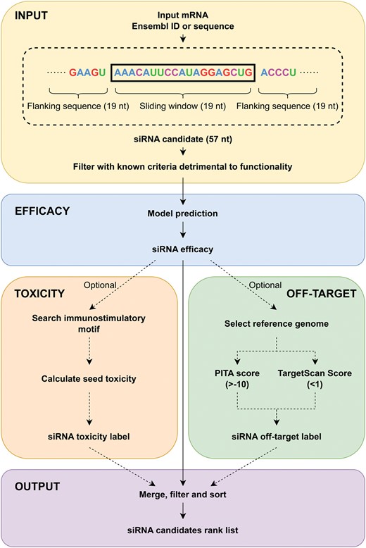 The pipeline of OligoFormer with off-target searching for siRNA design. Given a target mRNA as the input, siRNA efficacy, toxicity label, and off-target label will be calculated and merged to get a ranked list of siRNA candidates.