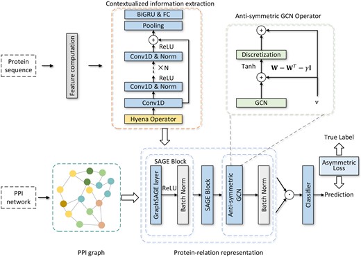 A schematic diagram of BaPPI consisting of five steps: (i) constructing the PPI graph from the PPI network data, which is used as the input adjacency matrix for the GNN, (ii) extracting contextualized sequence information via long convolution and residual 1D convolution, (iii) performing relational information extraction using GraphSaGE and an anti-symmetric GCN, (iv) computing the protein pair representation based on the neighborhood embedding of each protein and obtaining the PPI prediction with a classifier, and (v) updating the model weights by employing an asymmetric cross-entropy loss function.