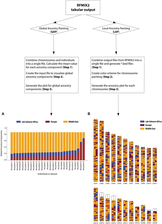 Workflow of the AncestryGrapher toolkit. AncestryGrapher consists of two pipelines: (i) GAP and (ii) LAP that run in a command-line Terminal. GAP combines individuals and chromosomes into a single file, calculates mean ancestry components across chromosomes per individual, and visualizes their ancestry in a bar plot (i.e., global ancestry). Panel A shows the plotted mean ancestry components per individual in the Mozabite population from the Human Genome Diversity Panel (Rosenberg et al. 2002; Li et al. 2008; Bergström et al. 2020). Individuals have been arranged by the Middle Eastern ancestry component from largest to smallest. LAP combines the output from RFMIX2 into a single file, creates a color scheme for ancestry painting, and plots the ancestry along chromosomes (i.e., local ancestry). Panel B shows the local ancestry components along diploid Chromosomes 1 through 22 for a Mozabite individual. In Panels A and B, the orange color indicates Middle Eastern ancestry; purple represents European ancestry; and blue signifies sub-Saharan African ancestry. The white color in Panel B represents regions of the genome with unknown ancestry (i.e., the reference ancestry is not present) and/or these regions contain missing SNP data.
