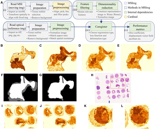 (A) Overview of the MSIreg framework. (B–G) Case Study 1, tissue with elastic deformations. (B) Representative H&E image, (C) representative MS image, (D) overlay of the image pair before coregistration, (E) overlay of the image pair after coregistration, (F) overlay of the tissue masks before coregistration, and (G) overlay of the tissue masks after coregistration. (H–L) Case Study 2, TMA cores with dilated outlines. (H) H&E image before coregistration with a region of interest highlighted (rectangular area), (I) overlay of the image pair of the highlighted region before coregistration, (J) overlay of the image pair of the highlighted region after coregistration, (K) overlay of one tissue core before coregistration, and (L) overlay of one tissue core after coregistration.