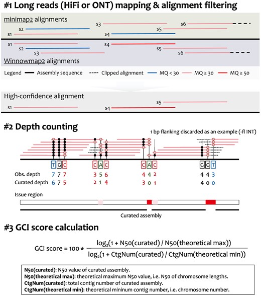 Workflow of GCI. Multiple alignment strategies (e.g. minimap2 and Winnowmap2) are used in mapping HiFi or ONT reads against the assembly sequence, resulting in two alignment outcomes for each read. Following a series of stringent integration and filtering steps, high-confidence alignments are curated and kept. By trimming both ends of the read alignment, the curated depth is counted for each reference base. Potential assembly issues are identified based on zero or extremely low depth. A curated assembly is produced by replacing assembly issues with gaps. To profile the overall genome-wide continuity of assembly, GCI scores are calculated by considering both the contig N50 values and contig numbers of the curated assembly and theoretically gapless assembly. Obs., observed; CtgNum, contig number.
