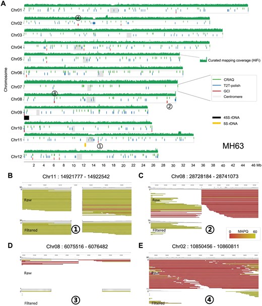 Assembly quality evaluation for rice genome MH63. (A) Genome-wide issues in the rice genome assembly MH63RS3 reported by GCI, T2T-polish, and CRAQ. HiFi mapping depth is plotted in sliding 1000 windows across each chromosome. (B) to (E) Genome browser screenshots highlighting four assembly issues in the MH63 (RS3) assembly. ONT reads alignments before and after filtration by GCI are shown.