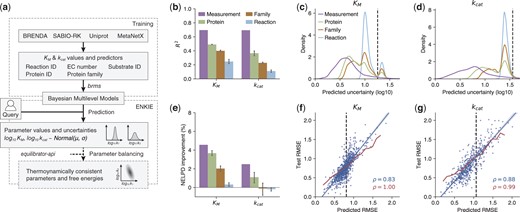 ENKIE design and performance. (a) Overview. We gather kinetic parameter values from BRENDA and SABIO-RK, use Uniprot and MetaNetX to consistently annotate them, and train models for value and uncertainty of KM and kcat parameters. The ENKIE package uses the models to predict value and uncertainty for query parameters, optionally with eQuilibrator (Beber et al. 2022) and parameter balancing (Lubitz et al. 2010) to construct thermodynamically consistent parameters. (b) R2 for ENKIE predictions of parameter values for measurements, proteins, protein families, and reactions outside of the training set. (c, d) Distribution of predicted parameter uncertainties on different dataset splits. Dashed lines: SD of parameter values over the entire dataset. (e) Improvement in the Negative Expected Log Predictive Density (NELPD) score for uncertainties predicted by ENKIE over the test RMSEs. (f, g) Predicted versus test KM (f) or kcat (g) RMSEs binning the test data by metabolite (f, blue), reaction (g, blue) or predicted uncertainty (f, g, red). Correlations: Pearson’s ρ; dashed lines: RMSEs of the entire test dataset.