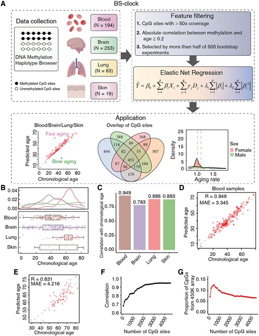 Overview of the BS-clock workflow and aging prediction performance in multiple tissues. (A) Workflow of the BS-clock pipeline. DNA methylation BS-seq data from 529 samples in the mHap format were retrieved from the DNA Methylation Haplotype Browser. DNA methylation profiles at the CpG site level were extracted and filtered by stringent criteria, including read coverage, correlation with age, and occurrence in multiple bootstrap models. The selected features were then input into an Elastic Net regression model, with disease status treated as covariates. The trained BS-clock model can be used to calculate the aging rate of individual samples and investigate differences in aging across various populations. (B) Chronological age distribution of samples from four tissue types. (C) Correlations between chronological and predicted ages in four tissues. (D) Scatter plot demonstrating the alignment between predicted ages and chronological ages in blood samples. (E) Scatter plot of BS-clock's predicted ages and chronological ages on an independent test set. (F, G) Correlation (F) and the proportion of CpG sites included in the 450K array (G) (y-axis) are plotted against the number of CpG sites in blood samples.