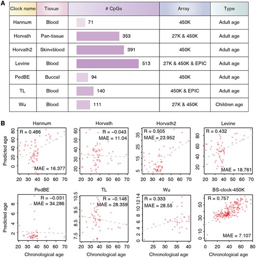 Comparison of various DNA methylation clocks and their predictive performance on BS-seq data. (A) Summary of array-based DNA methylation clocks, including target tissue types, the numbers of CpG site features utilized, array types, and the population each clock is designed for. (B) Performance of DNA methylation clocks on blood sample based on BS-seq data. To facilitate the application of array-based methylation clocks, CpG sites in BS-seq were restricted to those present in 450K array. For equitable comparison, BS-clock was also confined to CpG sites within 450K array.