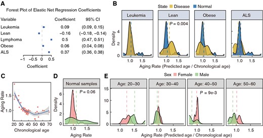 Associations between clinical phenotypes and aging. (A) Coefficients and 95% confident intervals of disease status terms in the Elastic Net regression model. (B) Comparison of Aging rates, defined as the ratio between predicted age and chronological age, across various disease statuses and healthy samples. ALS, Amyotrophic Lateral Sclerosis. (C) Aging rate trend with the increase of chronological age. (D) Differences in aging rates between males and females in normal samples. (E) Differences in aging rates between males and females at different age ranges.