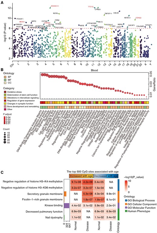 Functional enrichment analysis of the selected CpG site features. (A) Manhattan plot displaying P-values of selected genes by BS-clock using a correlation test, with genes showing significant P-values below 1e−8 highlighted. (B) Gene Ontology (GO) enrichment analysis of genes with P-values below 0.05. (C) GREAT functional enrichment analysis was based on the top 500 CpGs that increased or decreased with age from normal and disease samples. The y-axis lists the name of a functional gene set/biological pathway, sorted by ontology and the most significant P-value within each ontology. The bar plots in the first column report the total number of genes at each studied gene set. The heatmap color codes −log10 (P-value).