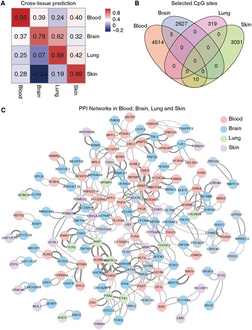 Performance of BS-clock across tissue types. (A) Cross-tissue prediction accuracies of BS-clocks trained from blood, brain, lung, and skin samples. (B) Overlap of selected CpG sites by BS-clocks trained from four tissue types. (C) Protein–protein interaction network of the corresponding genes adopted by four BS-clocks.