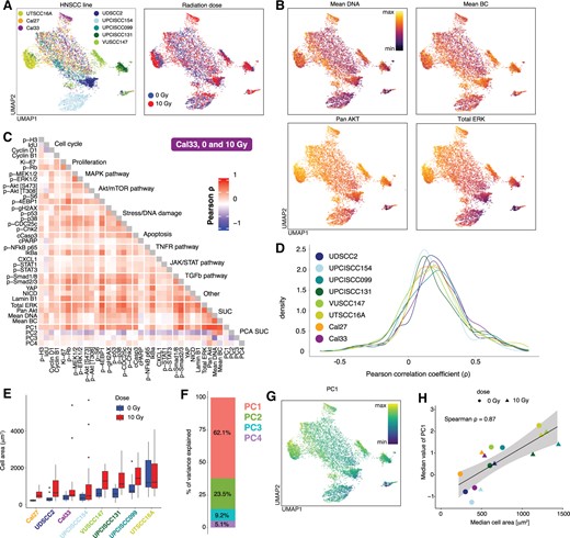 Unwanted covariance in a mass cytometry dataset coming from heterogeneous cell area and other factors. (A) UMAP coloured by cell line (left) and dose (right) calculated by excluding cell cycle and proliferation markers (n = 500 cells per line and dose). (B). UMAP is coloured by the expression values of the 4 SUCs: mean DNA (top left), mean BC (top right), pan Akt (bottom left), and total ERK (bottom right). Expression values were asinh-transformed and min-max normalized. (C). Pearson correlation coefficients between asinh-transformed and z-scored expression values of markers in the Cal33 cell line across cells from 0 and 10 Gy. (D). Distribution of Pearson correlation coefficients between markers in all cell lines across cells from 0 and 10 Gy. (E) Measurements of the cell area via microscopy images before fixation (n = 16.5 ± 3.7 cells per cell line and condition, Supplementary Fig. S6B). (F). Percentage of variance explained by each PC of a PCA based on the SUCs. PCA was calculated based on the asinh-transformed and z-scored expression values of the four SUCs in (B). (G). UMAP coloured by PC1 of a PCA based on the 4 SUCs. PC1 values were min-max normalized. (H) Spearman correlation coefficients between the median cell area (μm2) from (E) and median value of PC1 from (G) per cell line and dose.