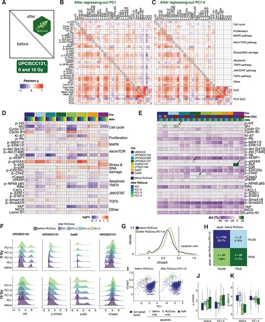 RUCova removes unwanted covariance and allows improved classification of apoptotic cells. (A) Scheme of the correlation heatmap, where the lower and upper triangles show the Pearson correlation coefficients between marker values before and after RUCova (using the interaction model M3(x→i,ji) per cell line), respectively. Diagonal unity values are depicted in grey. Pearson correlation coefficients were calculated between the asinh-transformed and z-scored expression values of markers. (B, C) Correlation heatmap with the upper triangle showing the Pearson correlation coefficients between marker values in the UPCISCC131 cell line across cells from 0 and 10 Gy after applying RUCova based on (B) PC1, (C) PC1–PC4. (D) Heatmap of fold changes of asinh-transformed data of measured markers between irradiated and non-irradiated condition for each cell line, and dataset (before or after applying RUCova’s interaction model). (E) Heatmap of percentual difference in the standard deviation σ of each marker’s distribution after applying RUCova relative to the distributions before RUCova (Δσ=σRUCova−σbeforeσbefore·100) per cell line and dose levels. Arrows indicate specific cases where Δσ>0. (F) Density plots for asinh-transformed expression values of IdU, p-γH2AX, p-p53, and cleaved Casp3 before and after RUCova (y-axis) in cell lines where Δσ>0 (arrows in panel E) for 0 Gy (first row) and 10 Gy (second row). (G) Density plot for asinh-transformed expression of cleaved Casp3 in the irradiated (10 Gy) UPCISCC131 cell line, before and after RUCova based on all four PCs. Dashed vertical lines indicate the decision thresholds for apoptotic (higher values of cleaved Casp3) and non-apoptotic populations according to the cleaved Casp3 distribution before and after applying RUCova. (H) Confusion matrix for classification of apoptotic cells in the irradiated UPCISCC131 cell line before and after RUCova (based on all four PCs) according to the decision thresholds in (G). (I) Scatter plots of PC1 vs. asinh-transformed values of cleaved Caspase-3 before (left) and after RUCova (right) for irradiated cells in the UPCISCC131 line. Cells are coloured by apoptotic status. (J, K) Boxplots of asinh-transformed expression of (J) p-γH2AX and (K) p-MEK1/2 before and after RUCova in irradiated UPCISCC131 cells according to their apoptotic status.