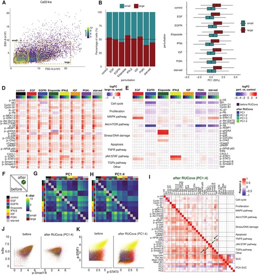 RUCova successfully removes cell size artefacts enabling accurate perturbation analyses. (A) Density scatter plot of the FACS parameters SSC-A vs. FSC-A. Cells are binned and coloured by counts. Gates for size-sorted groups of small and large cells in the Cal33 cell line before mass cytometry measurement. (B) Percentage of small and large cells per perturbation condition in the Cal33 cell line. (C) Boxplots of PC1 (of a PCA based on the four SUCs) per perturbation and size group. (D) Heatmap of fold-change (FC) of asinh-transformed values between large and small cells in all conditions, before and after applying the simple RUCova model (M1(x→i)) using different numbers of PCs. (E) Heatmap of fold-change (FC) of asinh-transformed values between perturbation and control condition, before and after applying the simple RUCova model (M1(x→i) using different number of PCs. (F) Scheme of the E-distance heatmap, where the lower and upper triangles show the E-distance between conditions before and after RUCova (using the simple model M1(x→i)), respectively. (G, H) E-distance heatmap between 1000 cells per condition and sorted population for data after applying RUCova using (G) only PC1, (H) PC1–PC4. (I) Correlation heatmap with the upper triangle showing the Pearson correlation coefficients between marker values across all perturbations and sorted populations after RUCova based on PC1 to PC4. Black arrows indicate an artefactual correlation which is removed after applying RUCova, and green arrows indicate a real correlation which is kept. (J, K) Scatter plots of Cal33 cells coloured by perturbation before (left) and after (right) applying RUCova based on all four PCs. (J) asinh-transformed values of p-Smad1/8 vs. IκBα (artefactual correlation). (K) asinh-transformed values of p-Stat1 and p-Stat3 (real correlation driven by IFN-β-stimulated cells).