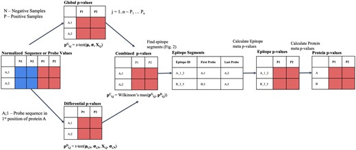 HERON workflow for processing peptide binding array data. Workflow illustrating algorithm that takes as input a normalized matrix of sequence probes and samples and outputs probe-level, epitope-level, and protein-level differential antibody binding calls on each sample. The combined sequence P-value are calculated by combining a global P-value from a one-sided z-test with a differential P-value from a one-sided t-test using Wilkinson’s max. The N1 and N2 columns indicate the negative sample values and output and the P1 and P2 columns indicate the positive sample values and output. After adjustment of the sequence P-values using Benjamini–Hochberg, the raw sequence P-values and adjusted sequence P-value are copied to the respective protein probe locations. After correction using BH, an FDR cutoff is used to identify the probes significantly differentially bound by antibodies. The epitope regions, where the Epitope ID is defined by Protein_FirstProbe_LastProbe, are detected using a segmentation algorithm, and the found segments are scored using meta-analyses methods to combine the probe-level P-values, corrected using BH, and an FDR threshold is used to identify significant differentially bound antibodies. Finally, the protein scores are determined from the associated protein’s epitope P-value(s) using meta-analyses methods, corrected using BH, and then called using an FDR threshold.