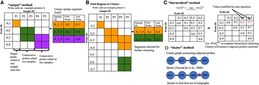 Illustration and example of epitope finding algorithms implemented in HERON. (A) Illustration of the “unique” method, which finds the unique set of grouped probes called from each positive sample. The cells highlighted in orange, green, or purple are the called probes. The table to the right of the illustration is filled in with the color corresponding to the outlined boxes in the illustration (orange, green, and purple) to indicate the called epitope probe regions in the illustration. Epitope ID is defined by Protein_FirstProbe_LastProbe of the epitope. (B) Illustration of how regions are found to further cluster using either the hierarchical or skater method. The orange and green highlighted boxes mark the probes that are adjacent and the table on the right indicates the larger groups of probes, in the corresponding orange and green, that will be further segmented using the clustering methods. (C) Illustration of the hierarchical clustering method, which adapts hierarchical clustering to find consecutive probes with consistent call patterns across samples. The matrix on the left is the original distance matrix calculated from the dissimilarity of the probe calls or scores. The matrix on the right is the new matrix after applying the max operation. The two red numbers indicate the cells that were changed due to the max operation. (D) Illustration of the “skater” method which decomposes a linear graph of consecutive probes to find consistent call patterns across samples.