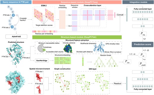 Flowchart of DeepPCT for PTM crosstalk prediction. Our algorithm includes a sequence-based module (DeepPCTseq), a structure-based module (DeepPCTstr), and an integration module. DeepPCTseq combines the residue and residue pair embeddings with cross-attention techniques to predict crosstalk events. DeepPCTstr comprises two submodules, namely DeepPCTgraph and DeepPCTsite. The former is dependent on the structural embedding and a graph neural network, and the latter is based on a group of novel structural descriptors and a random forest model. The integration module is the weighted sum of the outputs from the above three classifiers.