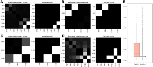 Comparison of predicted contact scores of crosstalk and negative pairs based on residue pair embeddings. (A-D) Visualization of predicted contact score and ground truth for representative examples. UniProt IDs: (A) P24864, (B) Q15653, (C) Q9UKT4, and (D) Q99741. (E) Distribution of predicted contact scores for crosstalk and negative pairs.