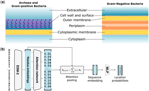 Modeling prokaryotic subcellular location. (a) Prokaryotic subcellular locations for archaea, Gram-positive and Gram-negative bacteria as modeled by DeepLocPro. (b) DeepLocPro model architecture. Sequences are embedded by the ESM-2 pLM, followed by an attention network that predicts a weight for each residue, which is then used to compute a weighted sum of all residue embeddings. The resulting sequence embedding serves as input to the classification layer that predicts location probabilities.