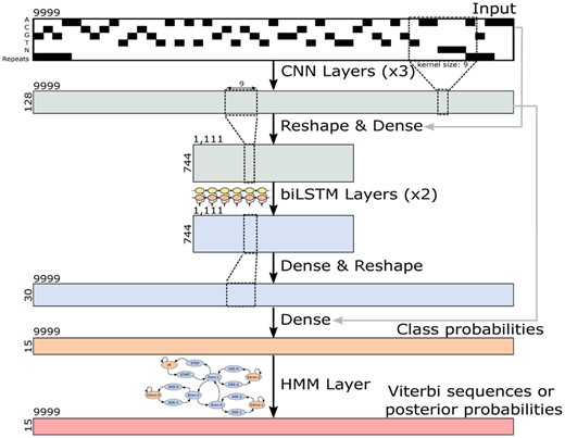 Illustration of the CNN-LSTM architecture of the Tiberius model for gene structure classification at each base position. The HMM layer computes posterior probabilities or complete gene structures (Viterbi sequences). The model has approximately 8 million trainable parameters, and it was trained with sequences of length T = 9999 and a length of T = 500,004 was used for inference.