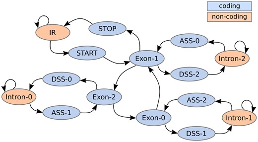 The states of the HMM used for inference with Tiberius and the transitions between them. The 11 coding-exon position states are subdivided by reading frame i: Exon-i represents non-border positions within an exon, while ASS-i (acceptor splice site) and DSS-i (donor splice site) states are the first and last position of an exon that starts and ends with reading frame i, respectively. The four non-coding position states are intergenic region (IR) or within an intron.