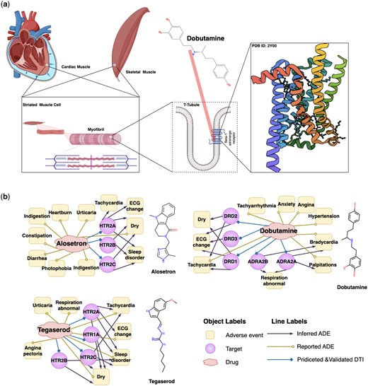 Schematic diagram of the mechanism of Dobutamine's primary activity and three drug-target-ADEs networks consisting of drugs and their off-targets inferred by DrugLAMP. (a) Schematic diagram of the on-target mechanism of dobutamine. Created with Biorender.com. (b) Drug–target-ADE networks about three approved drugs. Drug–target interactions were predicted by DrugLAMP. Drug–ADEs were collected from metaADEDB. Target–ADEs were inferred with data from DrugBank, DrugCentral, and a recent study.