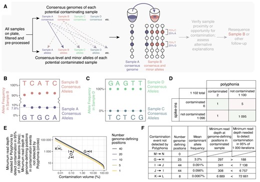 Inter-sample contamination detection by Polyphonia. (A) All samples are compared pairwise to identify putative contaminating and contaminated samples. Sample A is flagged as contaminating Sample B if Sample A’s consensus alleles appear as minor alleles in Sample B at genome-defining positions where their consensus genomes differ. (B) Contamination by Sample A was detected in Sample B. Alleles and allele frequencies at genome-defining positions are shown. Sample B consensus-level alleles are indicated above; Sample A consensus-level alleles, identical to Sample B minor alleles, are indicated below. Median contaminating allele frequency is indicated by a dashed line. (C) No putative contamination by Sample C was detected in Sample D. Figure is as in B. (D) Results of validating Polyphonia against spike-ins in 1102 COVID-19 samples. (E) Minimum read depth required to detect contamination at all genome-defining positions, thereby enabling detection by Polyphonia with default parameters, in 95% of 1000 iterations. The four instances of contamination not detected by Polyphonia with ≥1 genome-defining positions are shown by circles. (F) Minimum read depths needed to detect contamination and observed minimum read depths at genome-defining positions in the five instances of contamination not detected by Polyphonia.