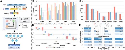(A) The framework of ViraLM. The input sequence is tokenized and fed into the transformer block. Then the binary classification layer will aggregate the result from the transformer block to generate a final prediction. (B) The performance of each tool on various-length contigs where negative samples only consist of prokaryotes (bacteria, archaea, plasmid). (C) Comparison of the performances on prokaryotic (bacteria, archaea, plasmid) and eukaryotic (fungi, protozoa, insects, bats, and humans) genomes. (D) The performance of each tool on distinguishing viruses from eukaryotic contigs (fungi, protozoa, insects, bats, and humans). (E) Sensitivity of virus identification on contigs with various protein densities, grouped by contig lengths. X-axis: percentage of identified viruses (sensitivity). Y-axis: number of proteins.