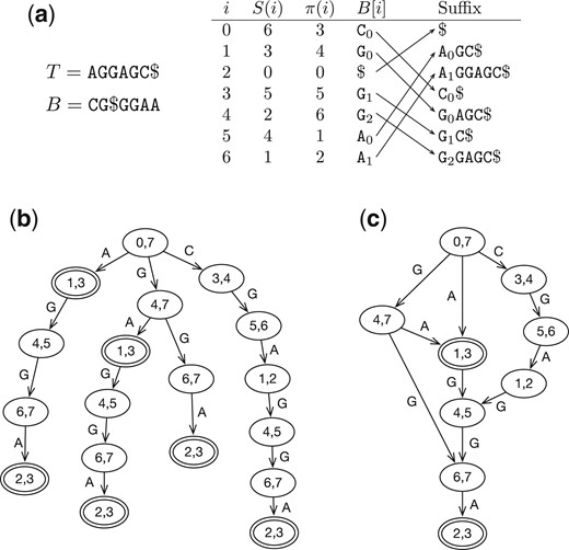 Examples of BWT and related data structures. (a) The BWT B, suffix array S and LF-mapping π of string T. Subscriptions are equal to the ranks of symbols in B, which are the same as the ranks among the suffixes (indicated by arrows). (b) The prefix trie simulated with BWT B. In each node, the pair of integers gives the suffix array interval of the string represented by the path from the node to the root. Double circles indicate nodes that can reach the beginning of T. (c) The prefix directed acyclic word graph (DAWG) of T by merging nodes with identical suffix array intervals.
