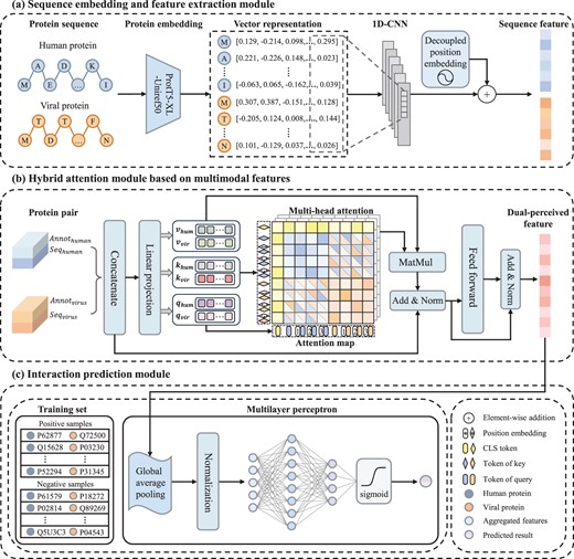 The framework of HBFormer. (a) Sequence embedding and feature extraction module. The pre-trained protein language model ProtT5-XL-Uniref50 and decoupled position encoding are applied to generate informative sequence feature representations of human proteins and viral proteins. (b) Hybrid attention module based on multimodal features. The protein biological annotation features are tokenized to achieve interaction with sequence features to comprehensively characterize the intrinsic relationship between protein pairs. The hybrid attention has dual attention operations, where self-attention allows to learn and extract features from protein itself while cross-attention aims to model the relationship between human protein and viral protein. The dual-perceived features for each of the protein pairs can be obtained in this module. (c) Interaction prediction module. A multilayer perceptron is employed to learn hidden representations from dual-perceived features and calculate predicted probability score of interaction.