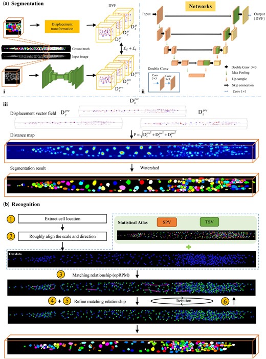 Overview of ASR pipeline. (a) Cell segmentation procedures. (i) Training process of segmentation network. (ii) Architecture of segmentation network. (iii) Convert the displacement vector field (DVF) generated by the network into a distance map, followed by the generation of the segmentation result using watershed (note that the color of each cell after watershed do not represent a specific identity). (b) Cell recognition procedures. The number in the yellow circle corresponding to the recognition step described in Section 2.2.2. The blue dots and green dots in the image represent predicted and ground truth cell positions, respectively. The purple line indicates the distance between the predicted position and the ground truth position. The orange box shows the final segmentation and recognition results.