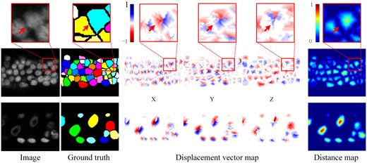 Displacement vector field. The first row shows the zoom-in view of the red boxes in the second row, with the red arrows pointing to the same coordinates. The second and third rows show the slice view (XY plane) of two different 3D image blocks in the original image, ground truth segmentation mask, displacement vector map, and distance map, respectively (Images are rescaled for better visualization.)
