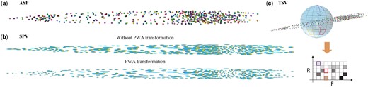 Statistical atlas of C.elegans whole-body cells. (a) ASP: the average spatial position of each cell. (b) SPV: the variation of the position of each cell is visualized as an ellipse. (c) TSV: the local topological feature of each cell.