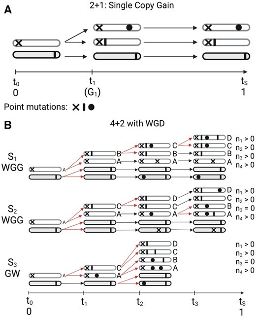 Principle behind timing amplifications. (A) A schematic representation of a single copy gain. Symbols represent point mutations occurring both before and after the depicted chromosomal gain. t0 represents tumour initiation, t1 or tG1 represents the time of the first gain, and tS represents the time of tumour sampling. Mutations occurring before t1 are duplicated, and thus present on two chromosome copies. Mutations occurring after t1, or on the unaffected chromosome, are present on one chromosome copy. (B) A schematic representations of three scenarios (S1, S2, and S3) leading to a copy number state of 4+2 in a whole genome duplicated sample. W and G are used to refer to whole genome duplication (WGD) and gain, respectively. In S1 a WGD event is followed by two sequential gains of the same chromosome, in which case mutations are expected to occur in all multiplicity states in the set {1,2,3,4}. However, if no mutations of multiplicity three are observed, this suggests that the order of events may be a single gain followed by a whole genome duplication (S3), which can be timed, or a whole genome duplication followed by gains of two separate chromosomes (S2), which cannot be timed. Red lines indicate gain or WGD events. Image created with BioRender.com.