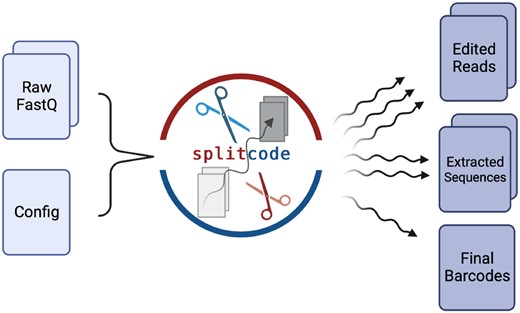 Overview of the splitcode workflow. The splitcode program takes in a set of FASTQ files and a user-specified config file, which serves as a recipe describing how the reads should be parsed. The user executes splitcode on the command-line, specifying command-line options on how the output should be formatted. The output consists of one or more of the following: the original FASTQ files (possibly edited), the extracted sequences (e.g. UMI sequences which are unknown and need to be extracted by using location information or anchor points), and the final barcodes which are unique for each combination of identified tags. The output may take the form of FASTQ files, gzip-compressed FASTQ files, BAM files, or interleaved sequences directed to standard output, depending on what the user specifies.