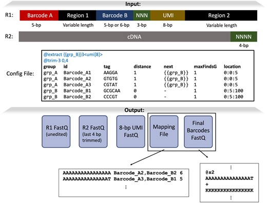 Example of splitcode usage. The structure of the reads from this hypothetical sequencing technology contains multiple regions that need to be parsed, including some of variable length. In the config file, each region that needs to be parsed is organized into groups and each “group” contains multiple tags. The tags in the grp_A group have the value 1 in the “distance” column, meaning a hamming distance 1 error tolerance. The values in the “next” column indicate that after a grp_A tag (i.e. Barcode_A1, Barcode_A2, or Barcode_A3) is found, we should next search only for tags in the grp_B group. The “maxFindsG” values of 1 mean that the maximum number of times a specific group can be found is 1 (e.g. after finding a tag in grp_A, stop searching for tags in grp_A). The “location” for grp_A tags have the value 0:0:5, meaning that the tag is found in file #0 (i.e. the R1 file) within positions 0–5 of the read; for grp_B tags, splitcode searches file #0 within positions 5–100. In the header of the config file, the @extract option contains an expression indicating that we should extract an 8-bp sequence, which we name umi, 3 bases following identification of a grp_B tag. The supplied @trim-3 option means that only 3′-end trimming of 0 bases and 4 bases of the R1 file and the R2 file, respectively, should be performed. Thus, here, the output R1 file will contain the original R1 sequences (i.e. the entirety of Barcode A, Region 1, Barcode B, NNN, UMI, and Region 2) while the output R2 file will contain just the cDNA. The output “Final Barcodes” FASTQ file will contain a sequence uniquely identifying a combination of tags and the mapping file allows us to map the final barcode sequence back to the tag combination (the numbers in the right-most column of the mapping file represent how many reads that tag combination was found in). Finally, it is important to note that this is simply one of many ways to parse this read structure with splitcode and users can configure the options how they see fit. Further, users can also customize the output options. For example, users can choose to output reads that contain both grp_A and grp_B tags into one set of files and direct all other reads into a separate set of files, and users can choose whether to output the 8-bp UMI sequence into an independent file or to put it in the FASTQ header of the outputted reads. Users also have the option to output reads as a BAM file with the 8-bp UMI sequence encoded in a SAM tag.