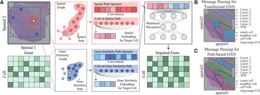 The overview of Impeller. (A) Given the observed matrix Xobs∈Rn×m of n cells and m genes, and the cells’ spatial coordinates C∈Rn×2, we build the spatial graph Gs and the gene similarity graph Gg. The learned spatial and gene similarity path operators ops and opg are obtained through paths and pathg, respectively. Convoluting cell features with path operators yields spatial/gene similarity embeddings, which are concatenated and fed into a multilayer perceptron for final gene imputation. (B) and (C) Comparison of neighbor aggregation methods in GNNs. (B) Traditional GNN stacks multiple layers to gather information from distant nodes. (C) The path-based GNN, Impeller samples a path to the target node.