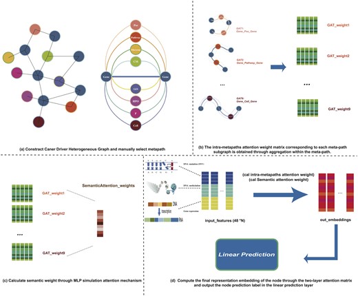 The framework of the MCDHGN model consists of four main components: First, we build a heterogeneous network of cancer driver genes and manually select meta-paths. Next, the model employs an attention mechanism to represent gene nodes through their neighboring nodes within specific meta-paths. Then, it aggregates the representations obtained from different meta-paths using attention weights. Finally, a linear classifier is used to complete the end-to-end output of the model’s predictions for cancer driver genes.