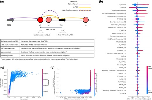 Feature importance. (a) Contact features are defined for the focal contact relative to the neighboring contacts. Neighbors are either all the contacts originating from the enhancer, or all the contacts reaching the TSS. ChIP-seq features are defined based on peaks at the enhancer (_e) or peaks at the TSS (_TSS). (b) Top 32 most important features ranked by their mean absolute SHAP values. Samples appear as points along the horizontal axis and colors correspond to the value of that feature. The x-axis predicts the outcome as positive or negative. Note high values of Hi-C contact predict positive outcome (right of the horizontal axis), while low values of distance predict positive outcome (right of the horizontal axis). (c) Hi-C contact shows positive trend with SHAP values, and negative correlation with distance. (d) If the focal contact is the strongest among all contacts originating from the enhancer (i.e. if the difference to the max is zero), then the EP is predicted to be positive