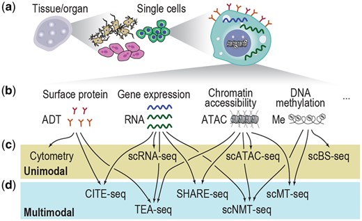 Summary illustration of single-cell omics. (a) A schematic of single cells from different complex tissues/organs. (b) Molecular attributes in a single cell and their corresponding modalities in single-cell omics. (c, d) Example unimodal (c) and multimodal (d) single-cell omics technologies.