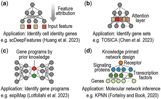 Schematic of example interpretable deep learning models applied to single-cell omics. (a) Using post-hoc feature attribution techniques to identify cell identity genes that distinguish cell types (Huang et al. 2023). Colours denote the estimated importance of input features: (b) Designing an intrinsic and model-specific attention layer to detect gene sets for annotating cell types (Chen et al. 2023). Colours denote the estimated importance of latent features: (c) Incorporating prior knowledge to design embeddings for detecting activated gene programs underlie cell types (Lotfollahi et al. 2023). Colours denote different gene programs. (d) Using prior knowledge to design neural network architectures for modelling molecular networks (Fortelny and Bock 2020). Colours denote different molecular species.