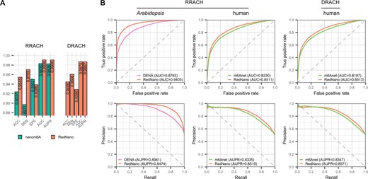 Performance comparison of RedNano and other methods using three DRS datasets independently. (A) Performance comparison of RedNano and nanom6A at read level using the synthesized RNA dataset. (B) Performance comparison of RedNano and other methods in detecting m6A sites at transcriptome level using the Arabidopsis and human datasets.