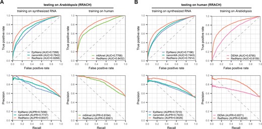 Evaluation of the generalizability of RedNano and other methods across two different species. (A) Testing on the Arabidopsis dataset. (B) Testing on the human dataset.