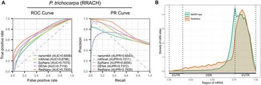 Evaluation on the P.trichocarpa dataset. (A) Performances of different methods for detecting m6A from the P.trichocarpa dataset. (B) The distribution of m6A sites on the transcripts.