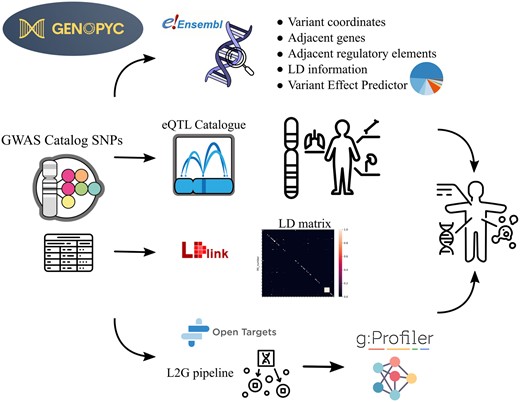 The main Genopyc features and knowledge bases accessed schematically represented. Variants associated with a specific trait are initially obtained from GWAS catalog and then subjected to various analyses, including examination of genomic context, LD features, eQTLs, VEP, and Locus2gene pipeline. Subsequently, as the variants are linked to genes through these analyses, the functions enriched within the gene set can be explored to identify potential dysregulated pathways relevant to the disease.