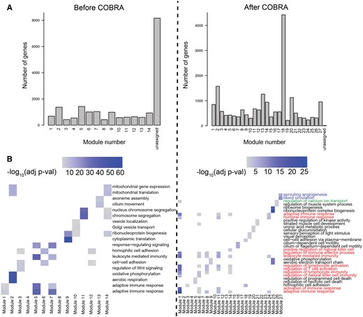 Functional modules in COBRA-corrected THCA co-expression networks. (A) Size of functional modules in co-expression networks as computed using WGCNA before and after COBRA correction. (B) Gene set enrichment analysis of functional modules based on Gene Ontology (GO) biological process terms before and after COBRA correction. Heatmap color intensity is associated with the significance of GO terms; colored labels represent different clusters described in the text.