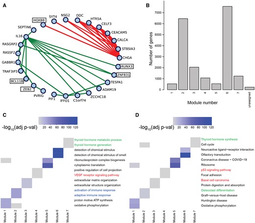 Functional modules in COBRA-corrected partial correlation THCA networks. (A) Largest 20 positive and negative edge weights. Green lines (lower fully connected subgraph) indicate positive partial correlations, red lines (upper fully connected subgraph) indicate negative partial correlations. (B) Functional modules from WGCNA’s module detection on COBRA-corrected partial correlation networks. (C) Gene set enrichment analysis of functional modules using GOBP and (D) KEGG annotations. Colored labels represent different clusters described in the text.
