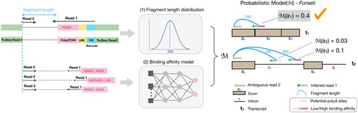 Overview of the Forseti model of splicing status inference. The fragment length and binding affinity models are used to score putative fragments, and the splicing status of a molecule giving rise to the highest-scoring fragment yields the prediction.