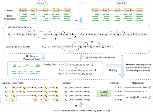 Workflow of Aletsch. (a) Constructing individual and combined splice graphs. Dashed green lines indicates junctions inferred from clipped reads. (b) Bridging paired-end reads to create enhanced phasing paths, shown as dashed green blocks. (c) Refining individual splice graphs. (d) Decomposing refined individual splice graphs and the combined graph, guided by enhanced phasing paths. (e) Grouping identical intron-chains (e.g. τ3 and τ4) and scoring candidate transcripts with a random forest model to generate the final meta-transcripts.
