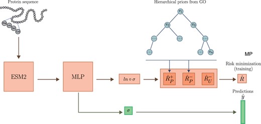 PU-GO workflow. The MLP classifier is trained to minimize classification risk of positive and unlabeled samples. Prior factors for each GO class is computed based on hierarchical GO structure.