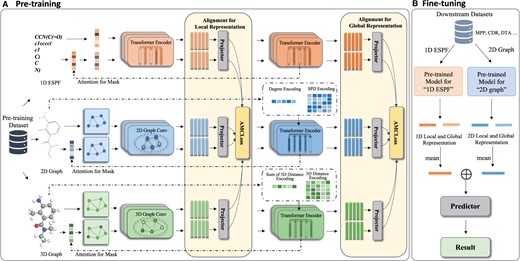 Flowchart of MolMVC framework including pre-training and transfer learning stages. (A) For the pre-training stage, MolMVC utilizes multi-view contrastive learning to mine the multi-perspectives information of three modalities of molecular data. (B) In the fine-tuning stage, due to the scarcity of 3D data for downstream tasks, MolMVC only uses 1D and 2D molecular representation enhanced by 3D molecular information to improve the performance of drug-related tasks. Further elaboration on these stages is expounded upon in Section 2.2.